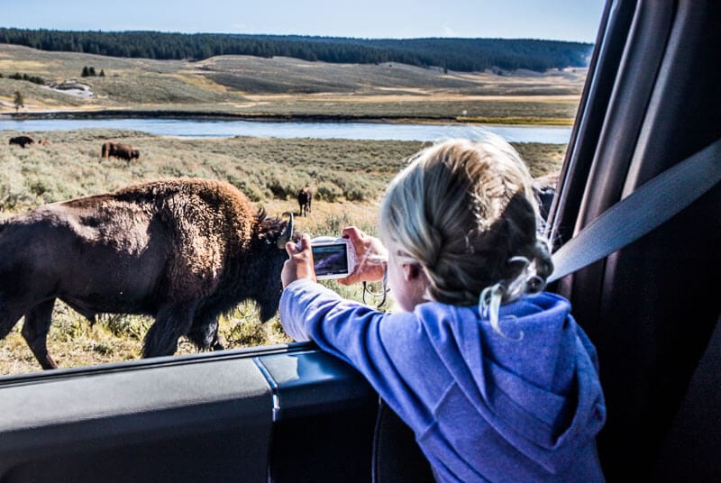 kids camera hayden valley yellowstone np child taking photos of bison on side of the road