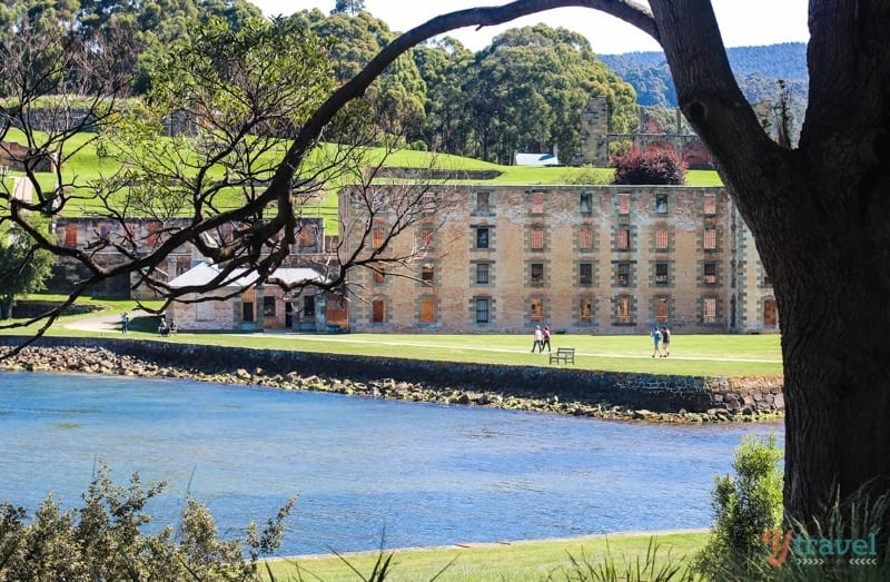 a tree over a lake with port arthur historic buildings on edge