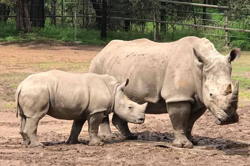 Visiting the Taronga Western Plains Zoo is one of the best things to do in Dubbo with kids